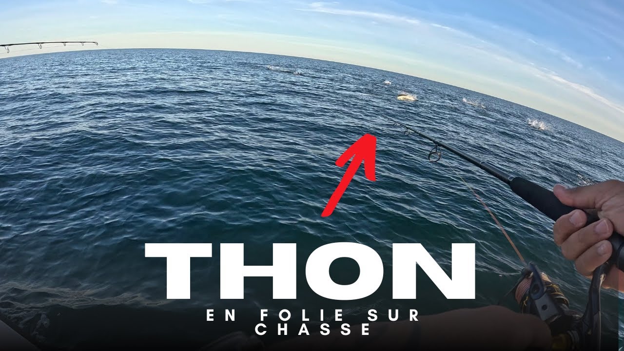 Pêche de thons sur chasse : une folie INARRÊTABLE !