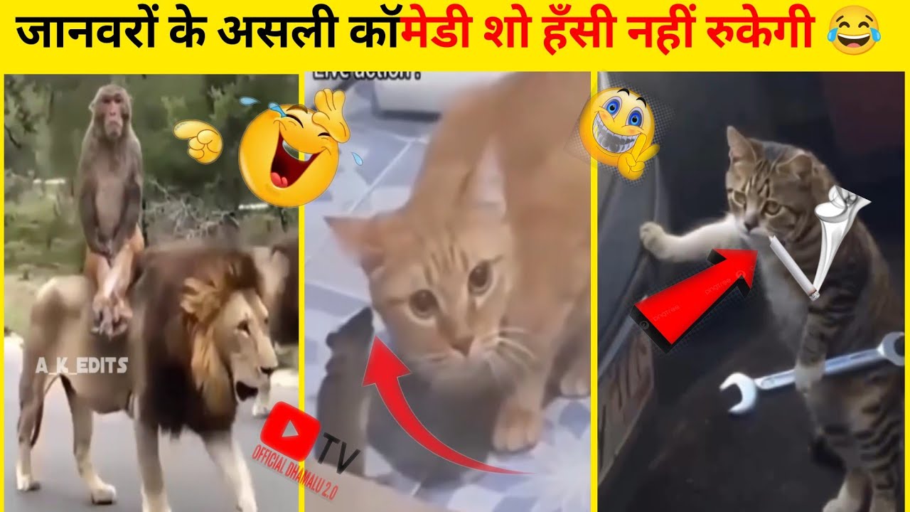 जानवरों के असली कॉमेडी शो देखकर हँसी नहीं रुकेगी 😂 (part-2) funniest animals video #animals 