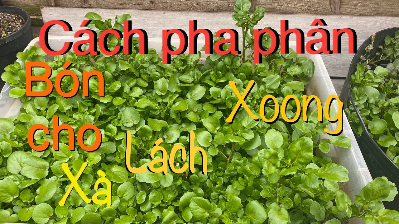 #122. C&aacute;ch pha ph&acirc;n b&oacute;n cho cải xoong si&ecirc;u nhanh v&agrave; hiệu quả cao.