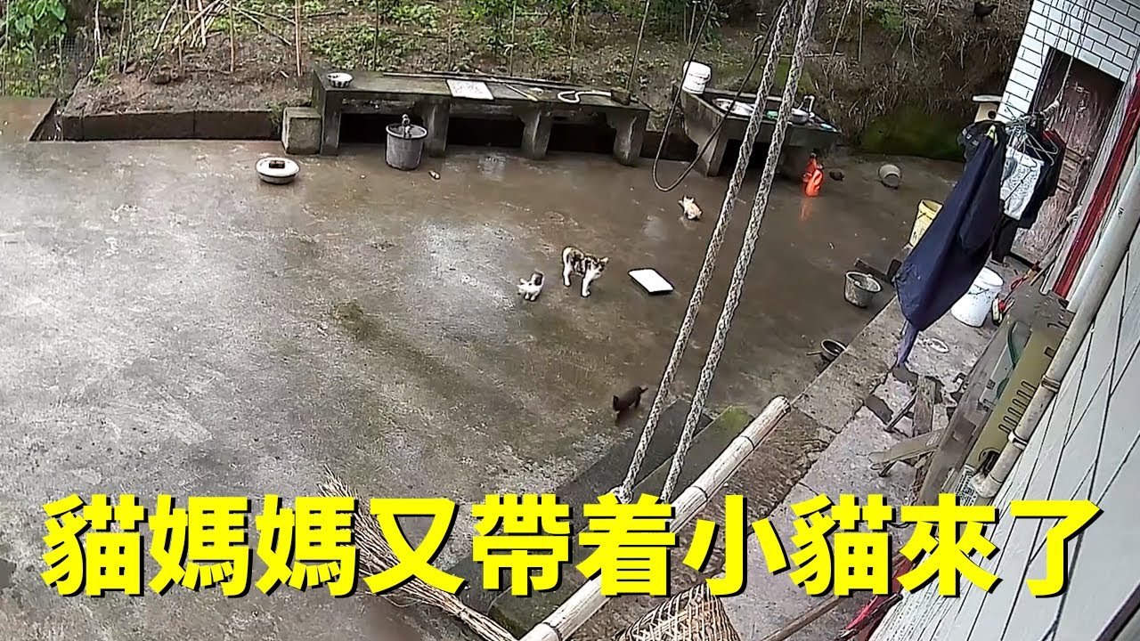 主人離村留下貓媽媽和五隻小貓，它們餓得偷吃雞食...