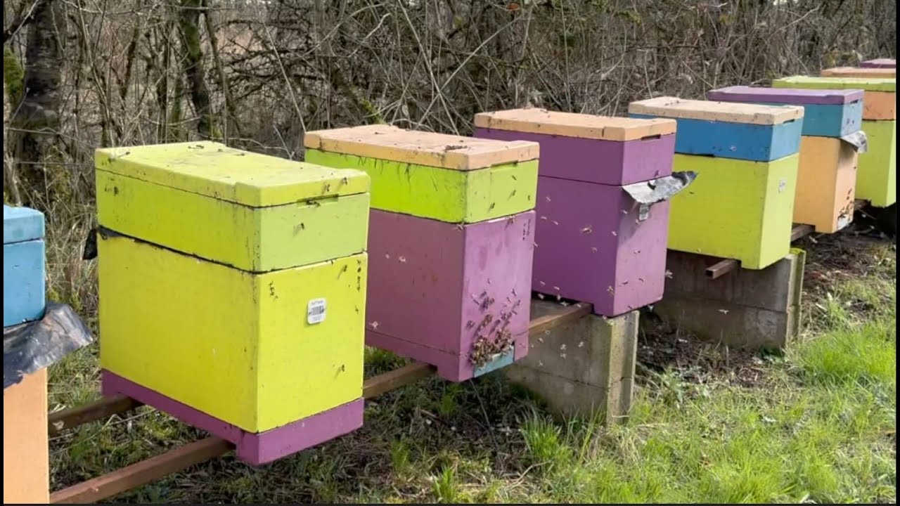 Transvasement des essaims et cadres à mâle 18032024