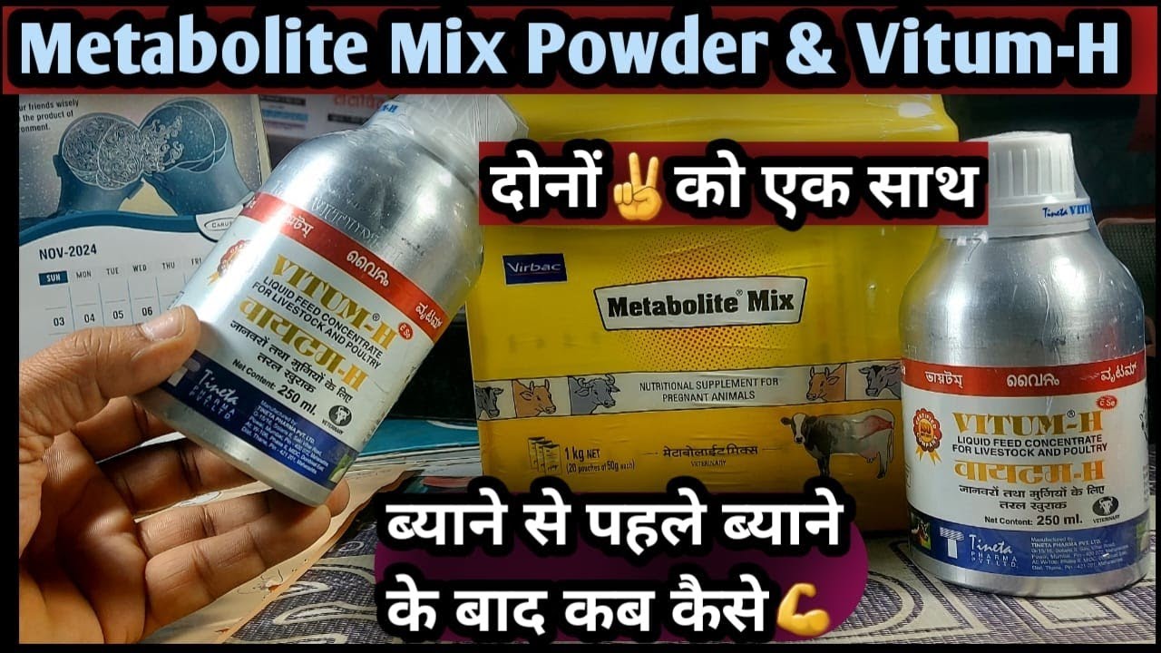 Metabolite Mix Powder & Vitum-H Liquid दोनों✌️को एक साथ ब्याने से पहले ब्याने के बाद कब कैसे
