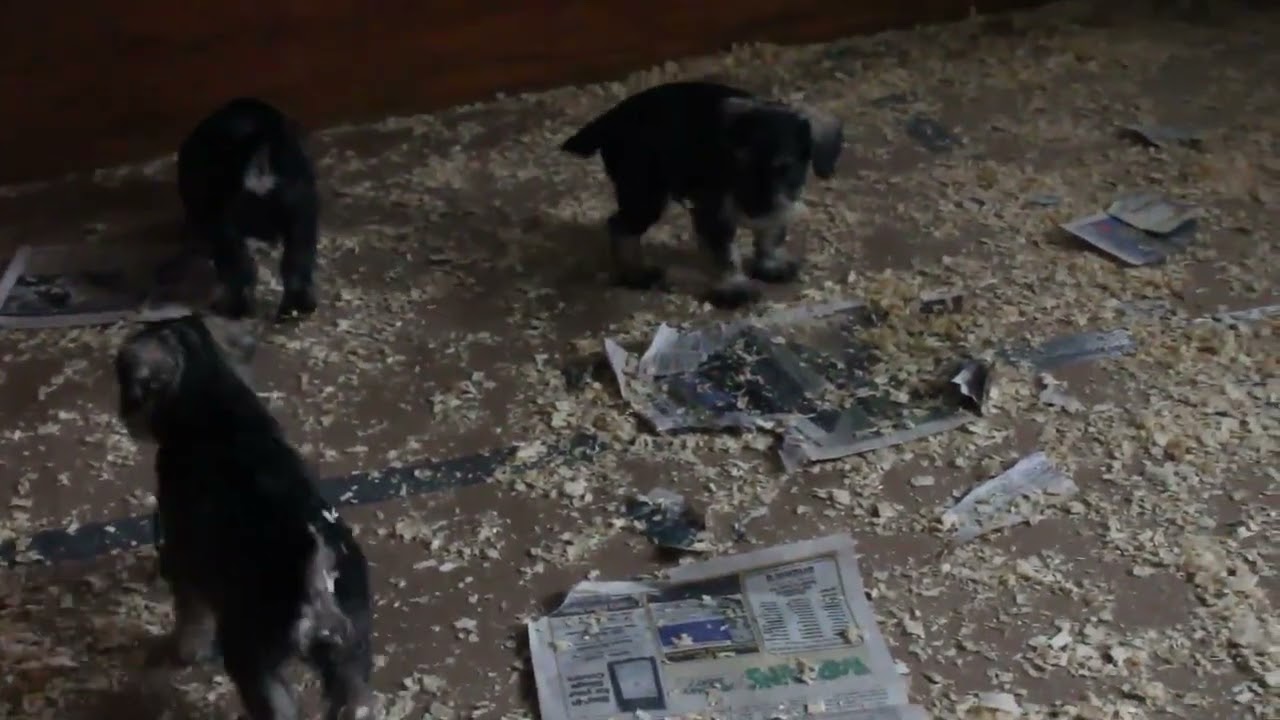 Miniature Schnauzer Puppies For Sale