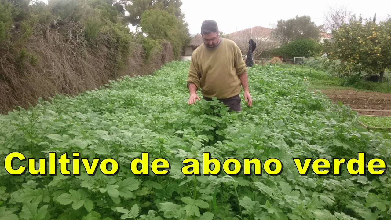 Cultivo de abono verde.