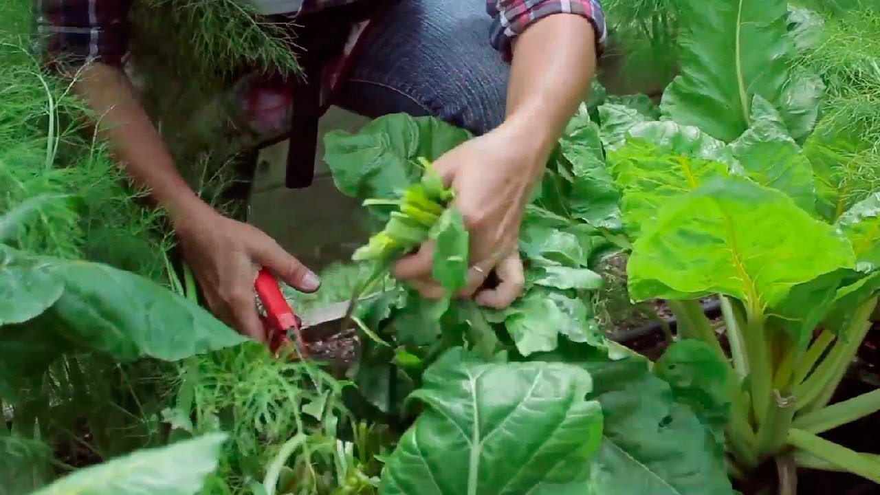 Taller de Huerta [7/7] - La cosecha