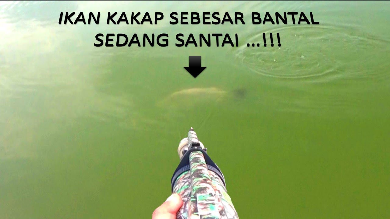 No Hoax...!!! Ikan kakap sebesar bantal sedang santai...!!! #paserikankakap 