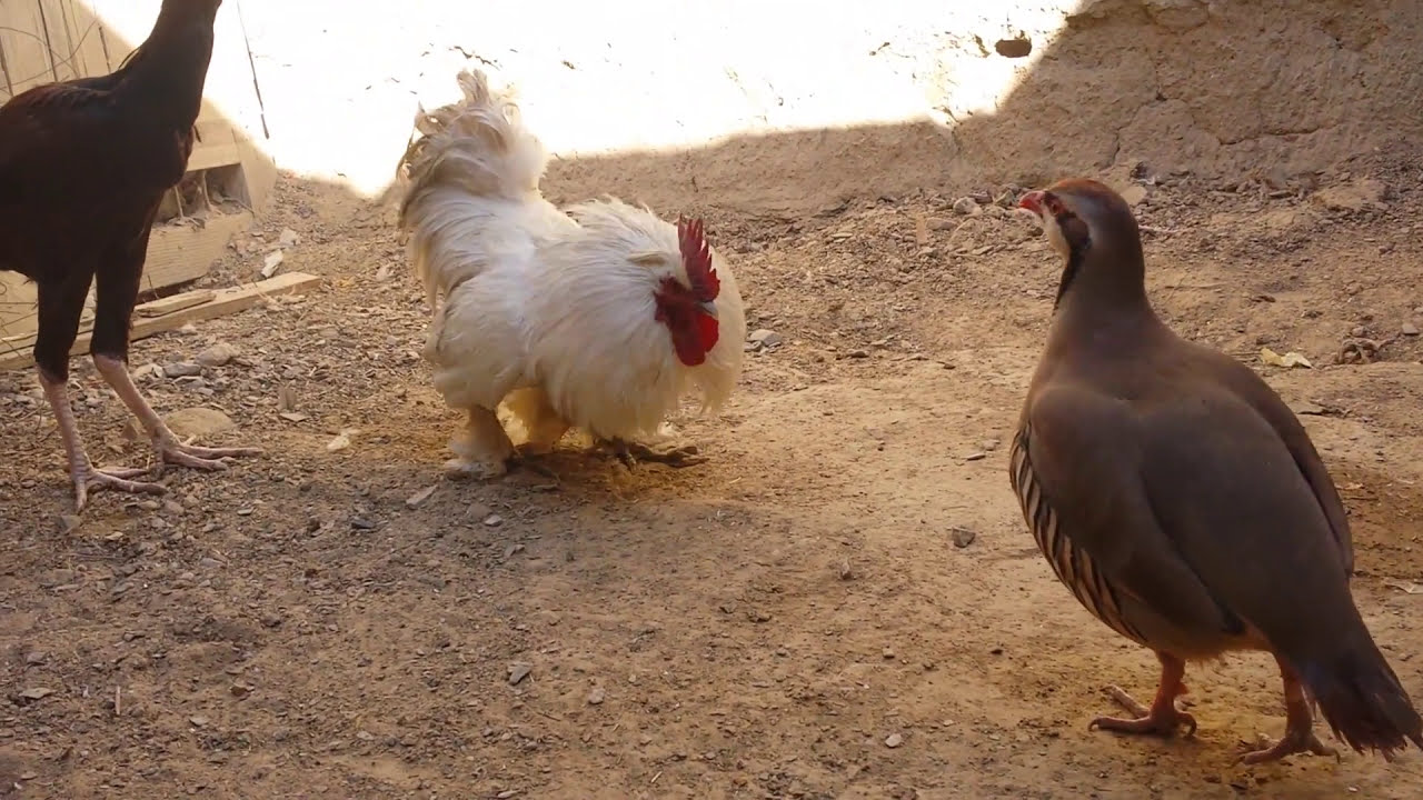 Chakor vs rooster  chakor ki jang fight