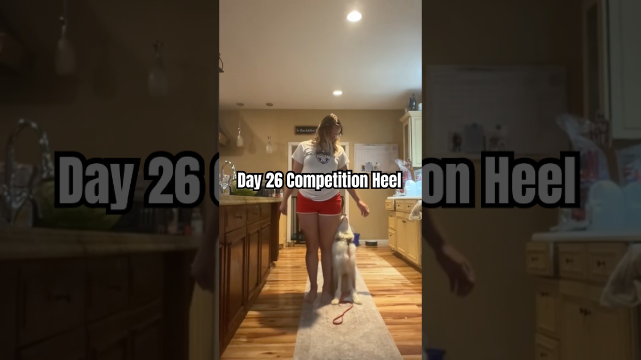 26-й день соревнований по езде рядом! 