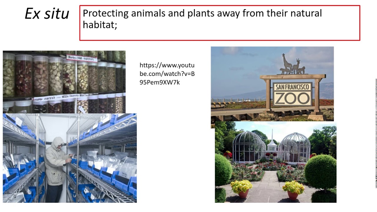 4.2.1 Biodiversity h) in situ and ex situ conservation