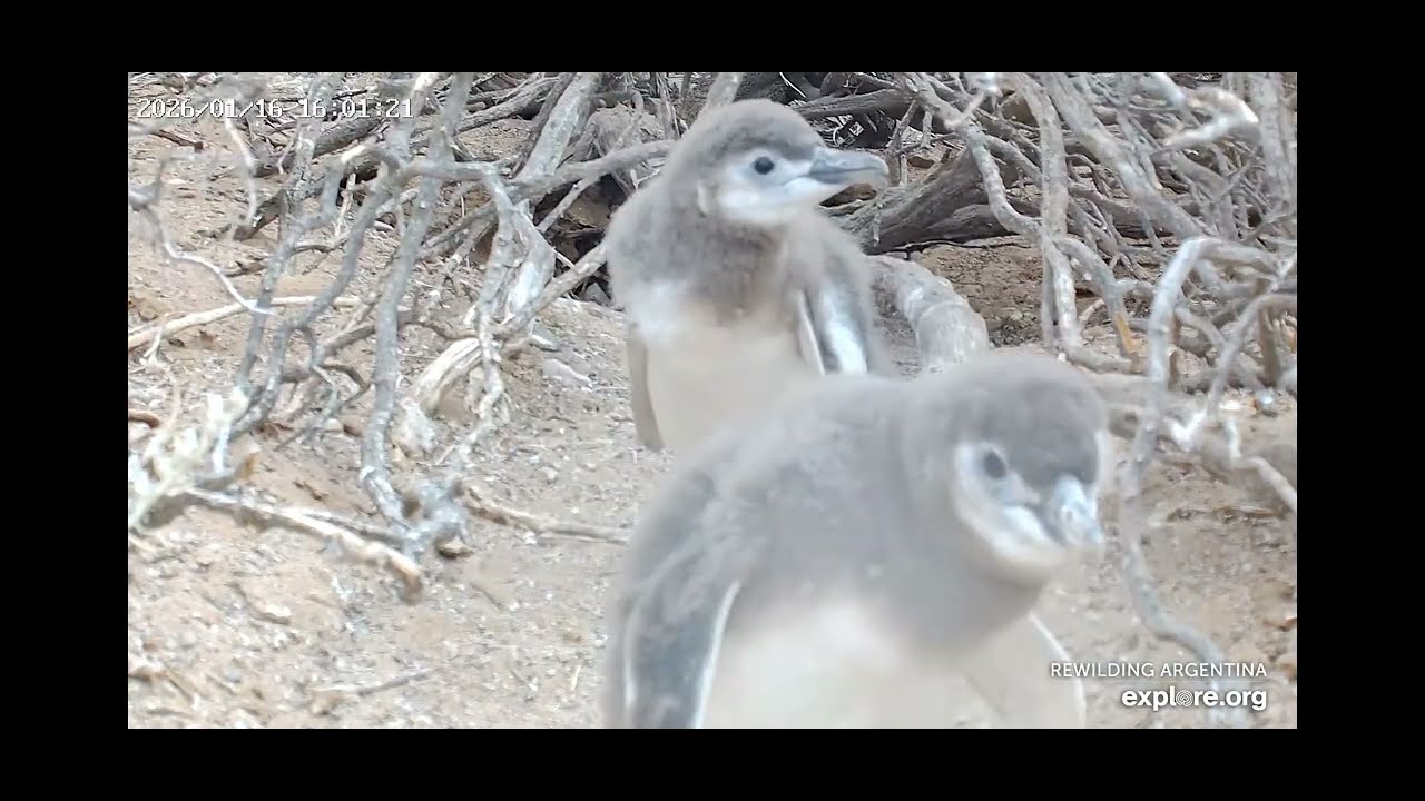 Moments with Penguin Chicks - explore.org - Magellanic Penguin Nest, Isla Tova - Rewilding Argentina