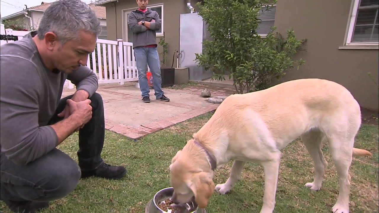 Linguagem Corporal - O Encantador de C&atilde;es sendo mordido