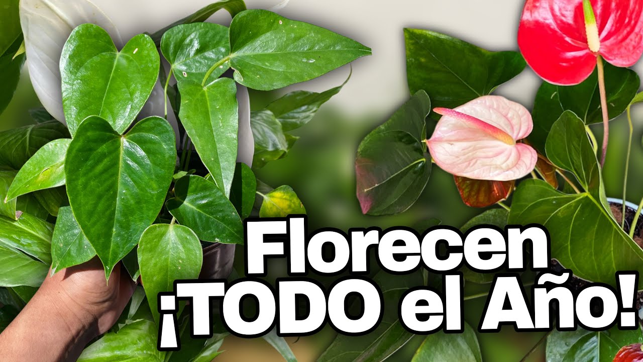 El SECRETO para Propagar Anturios con Hijuelos ¡Florecen Todo el Año!