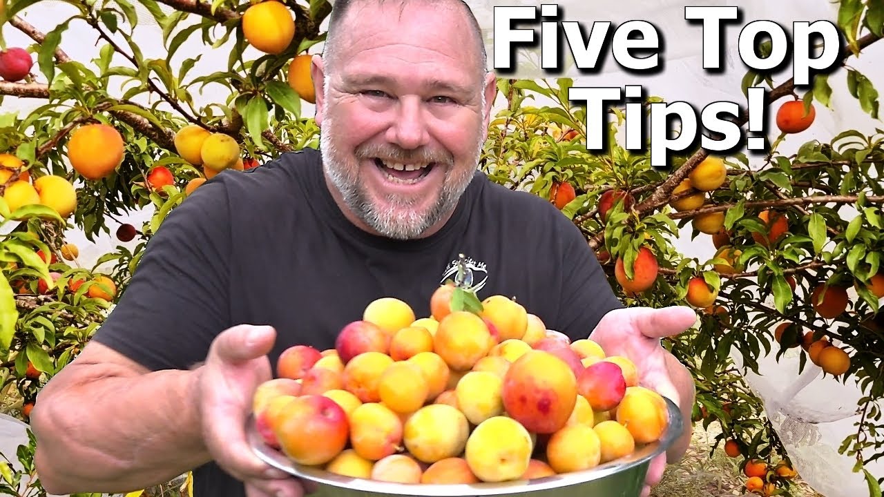 5 TIPS How to Grow a TON of Plums on ONE Small Tree!