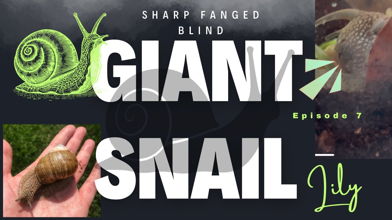 Meet my ROMAN SNAIL, come along on a food drive, and see what else I found on a tree!