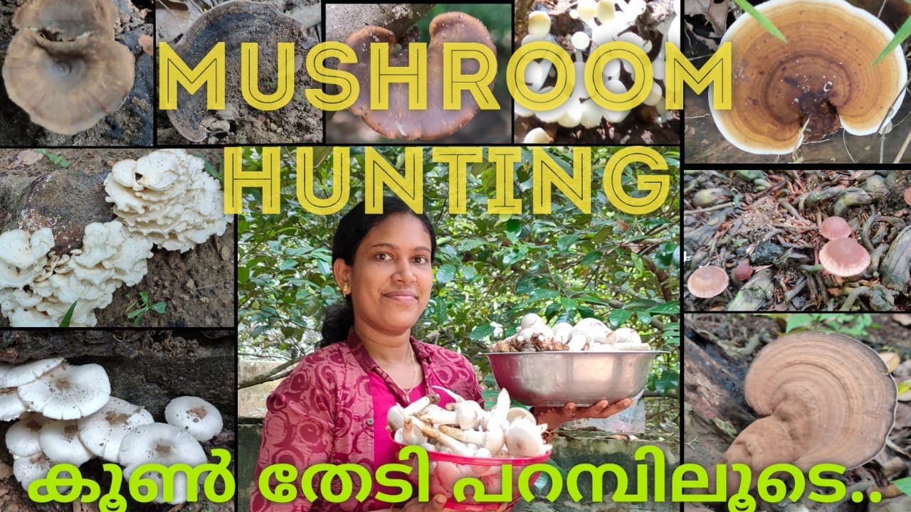 Mushroom hunting| കൂൺ തേടി പറമ്പിലൂടെ | Hunting in my village |In search of mushroom| ansas garden