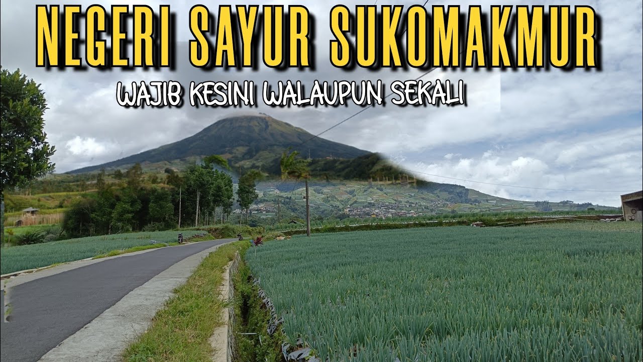 SURGANYA SAYURAN ‼️PESONA KEINDAHAN DESA PENGHASIL SAYUR SUKOMAKMUR