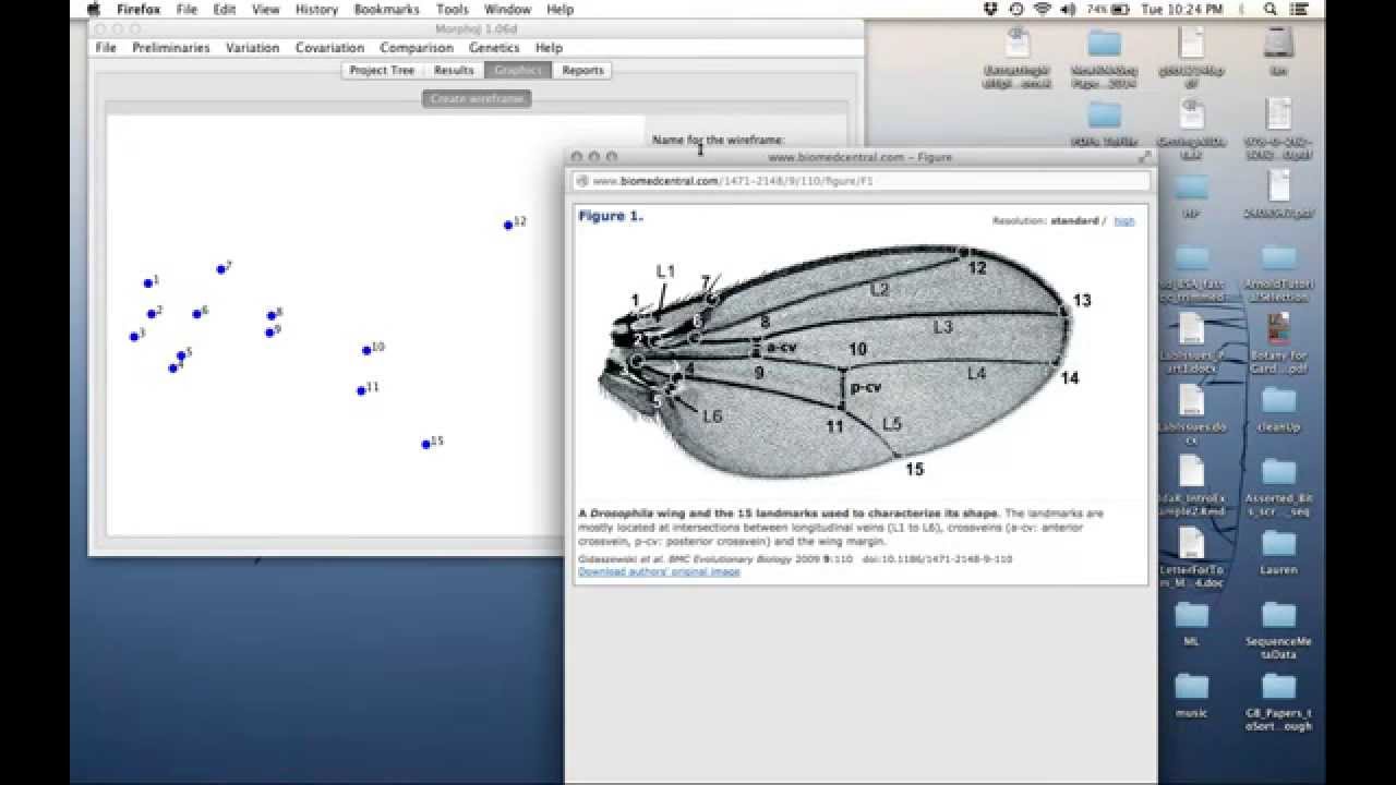 MorphoJ Tutorial 2 - 4ED3 (Evolutionary Developmental Biology)