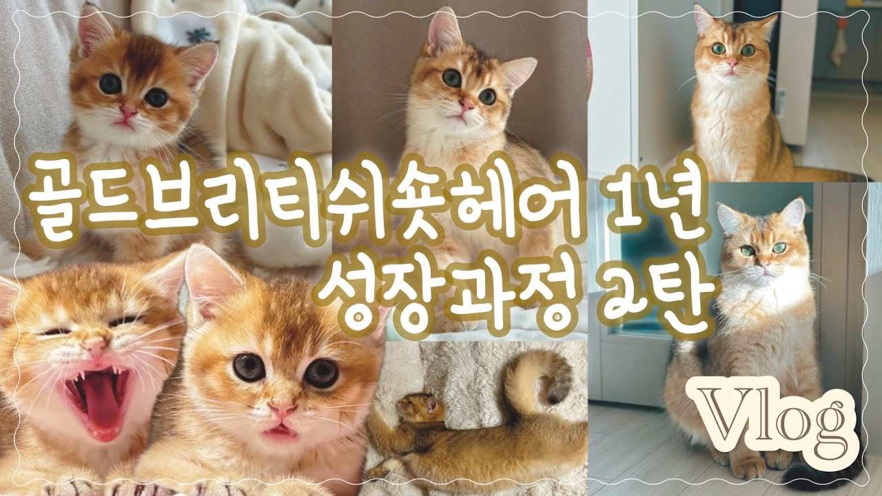 [Vlog] 골드브리티쉬숏헤어의 1년 성장과정😊