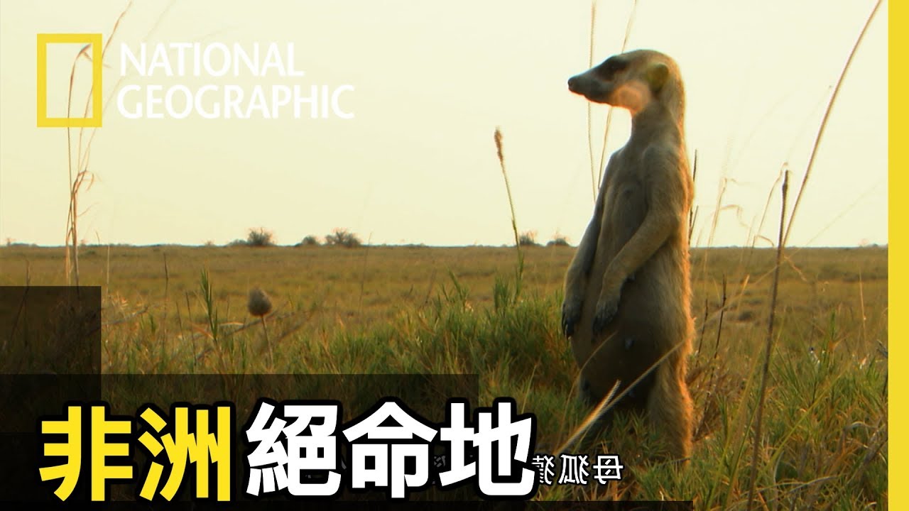 晃頭晃腦的狐獴媽媽準備要迎接新生命了，在這危機四伏的非洲大地，她能安安全全的生寶寶嗎?【非洲絕命地】
