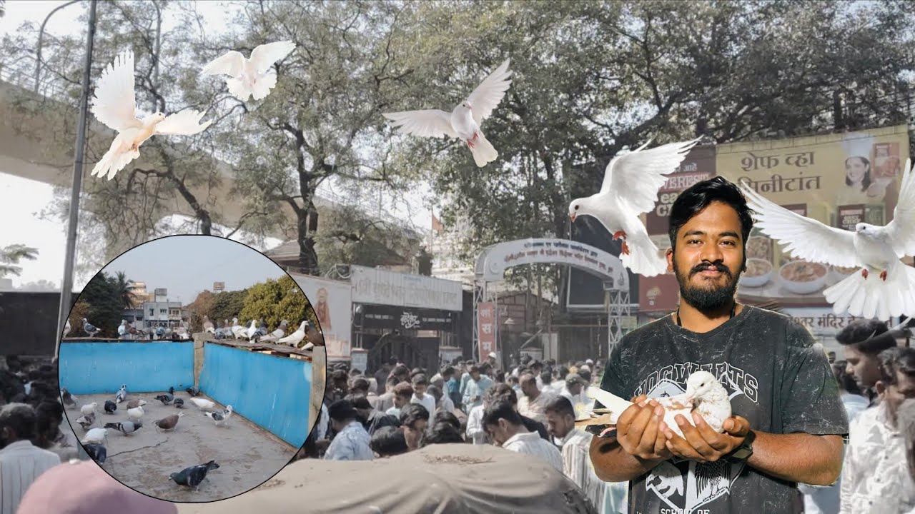 Kabutar market explore vlog 😍🐦