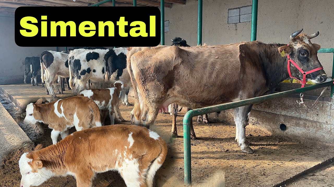 💯🔥🔥100 TALI SEMENTAL KELDI 🔥🔥SHOSHILAMIZ FERMINI 💥💥MOLLAR SOTUVDA OTABEK AKAMIZDAN NERXI KENG 