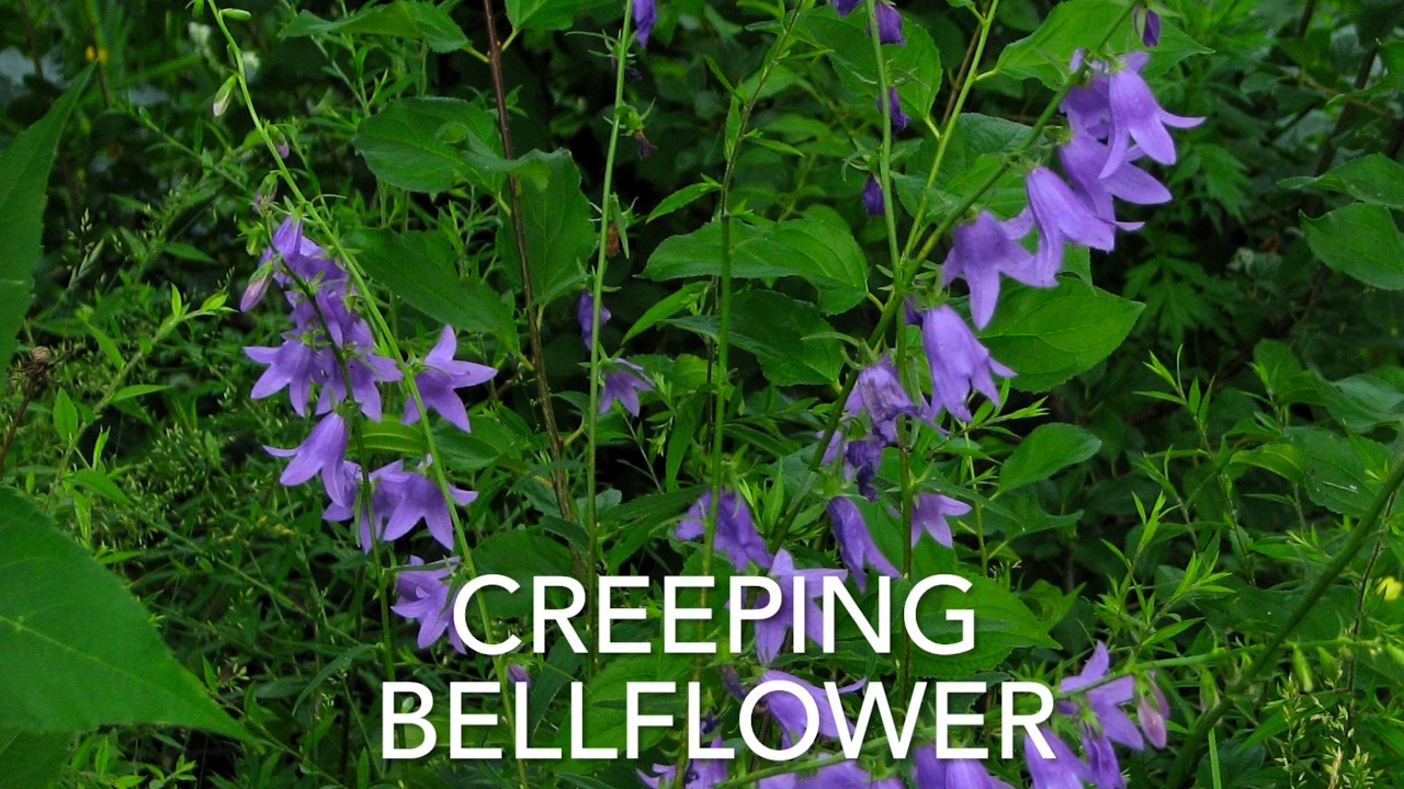 Как распознать и удалить колокольчик рапунцелевидный (Campanula rapunculoides)