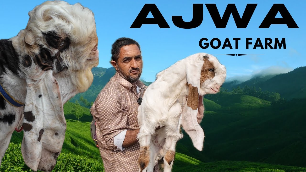 Ajwa Goat Farm Ishmail Bhai Gujrat Kuch Baat Nashal Ke Bare me 2024