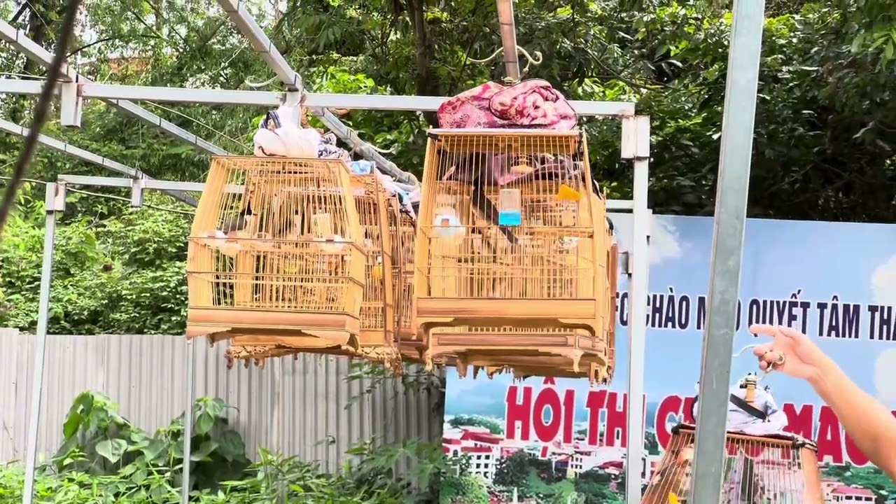 BỔI THẦN SIÊU NHÁT 5 HÔM VỀ VÀ 2 HÔM ĐỔI ĂN HẠT SẮC TỐ HĐN NAY TREO GIÀN DỢT TƯỞNG KO CHƠI