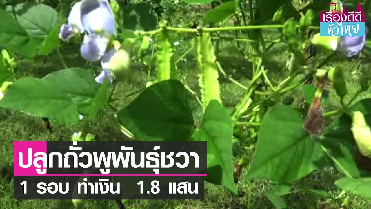 ปลูกถั่วพูพันธุ์ชวา 1 รอบ รับเงิน 1.8 แสนบาท I เรื่องดีดีทั่วไทย I 15-09-64
