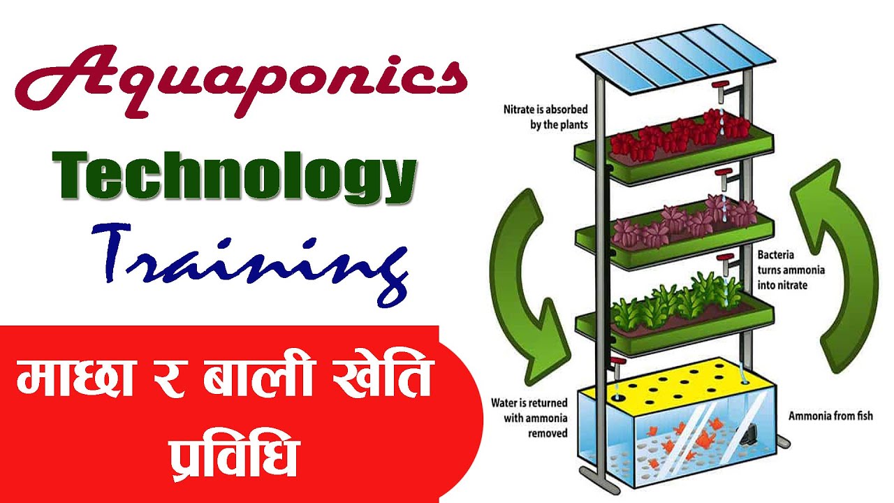 Aquaponics Farming Technology in Nepal || एक्वापोनिक खेती प्रविधी ll Training