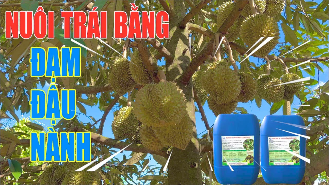 NUÔI TRÁI SẦU RIÊNG BẰNG ĐẠM ĐẬU NÀNH