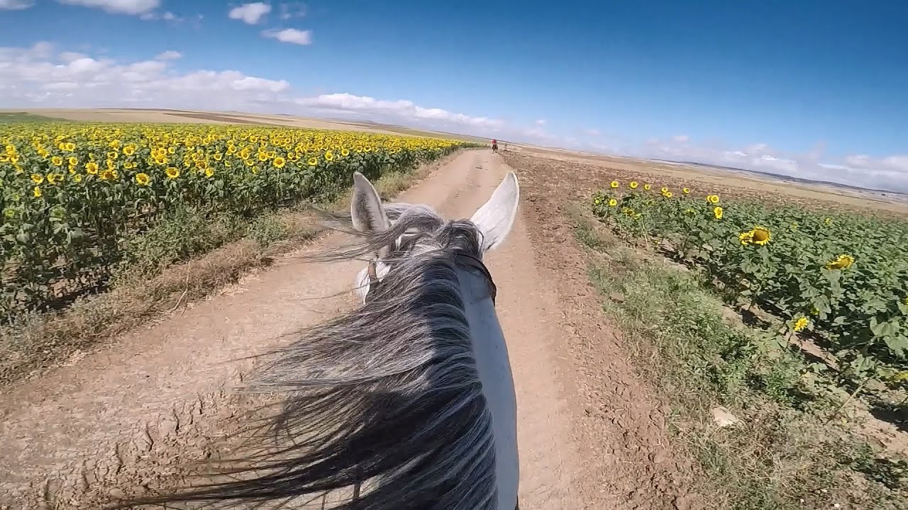 Atlar ve Uzaklar 21: Kırımlı, Sultan Atlı Okçuluk Kulübü, Tepebaşı - Eskişehir