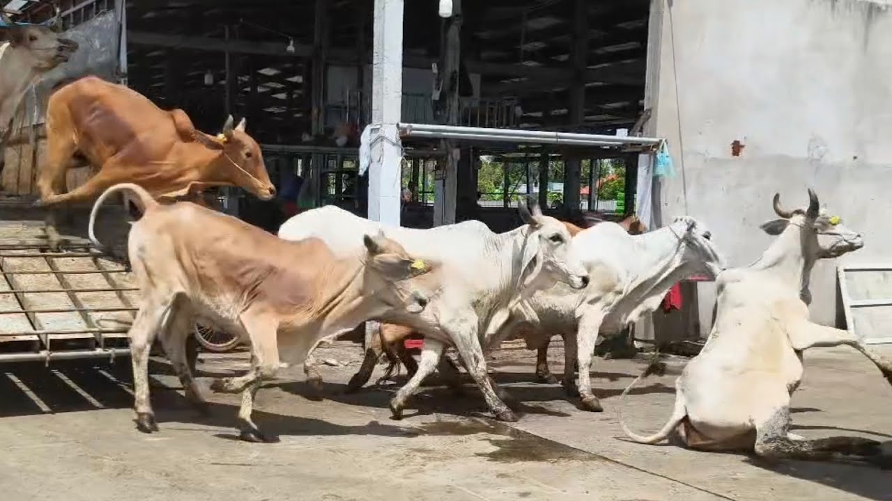 Những chú bò không đi bằng cầu bước lệch cầu té ngã thật tội 