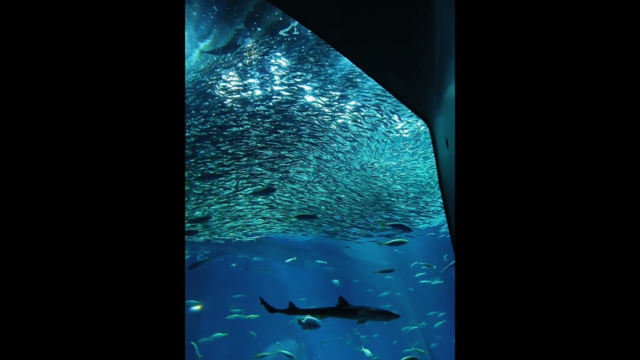 水族館で撮った写真集！🫧