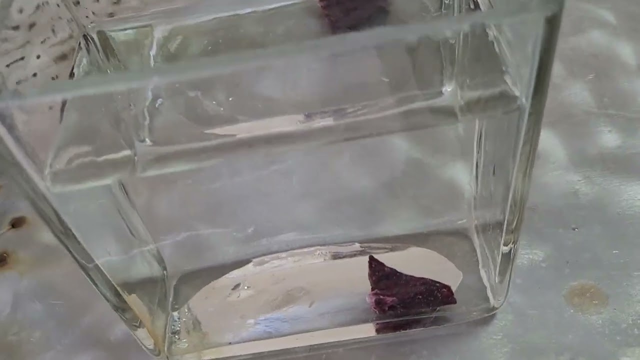 Lung Float Test- Aspiration Pneumonia in a Sheep