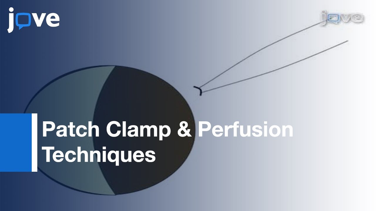 Patch Clamp & Perfusion Techniques: Ion Channels Expressed-Xenopus oocytes l Protocol Preview