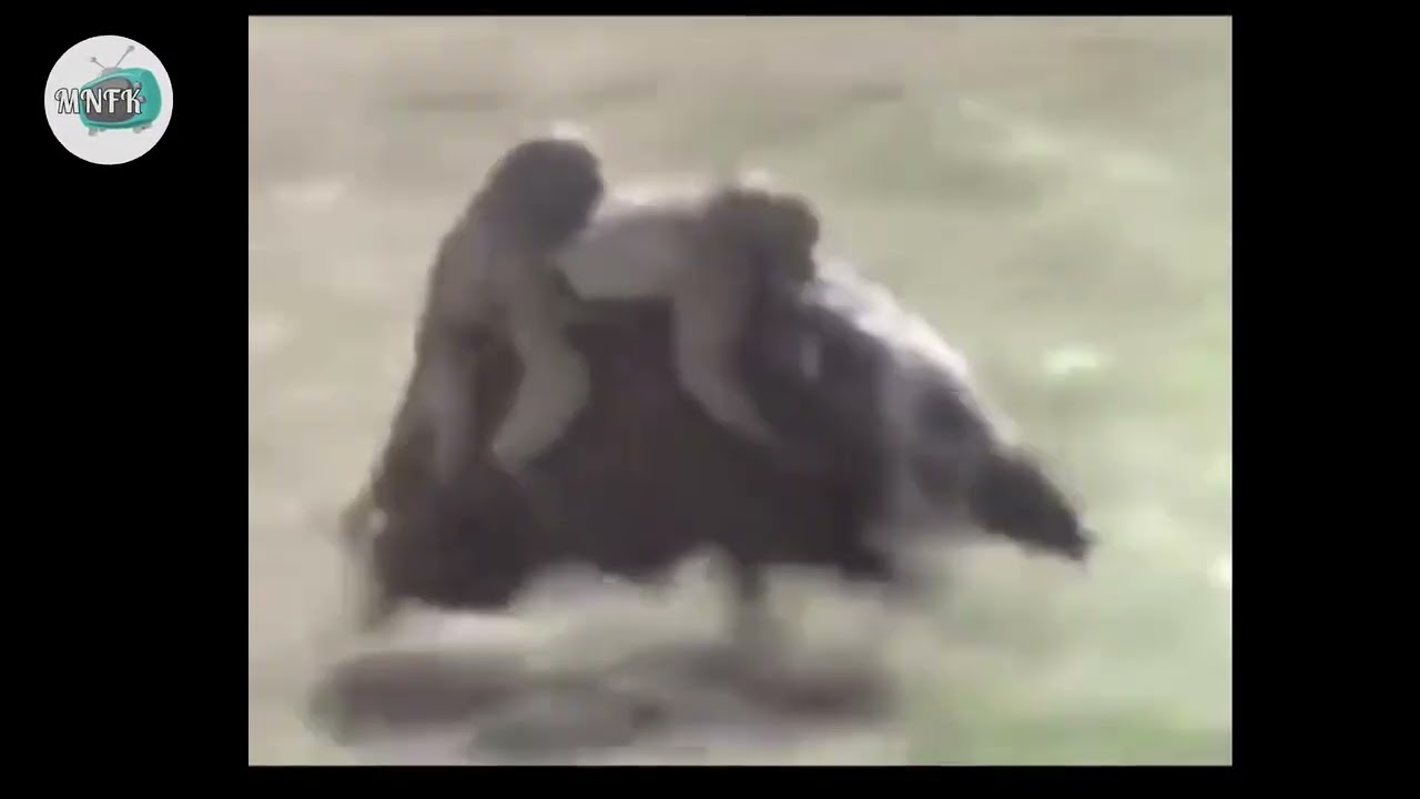 Phacoch&egrave;re qui sauve deux singes 🙈