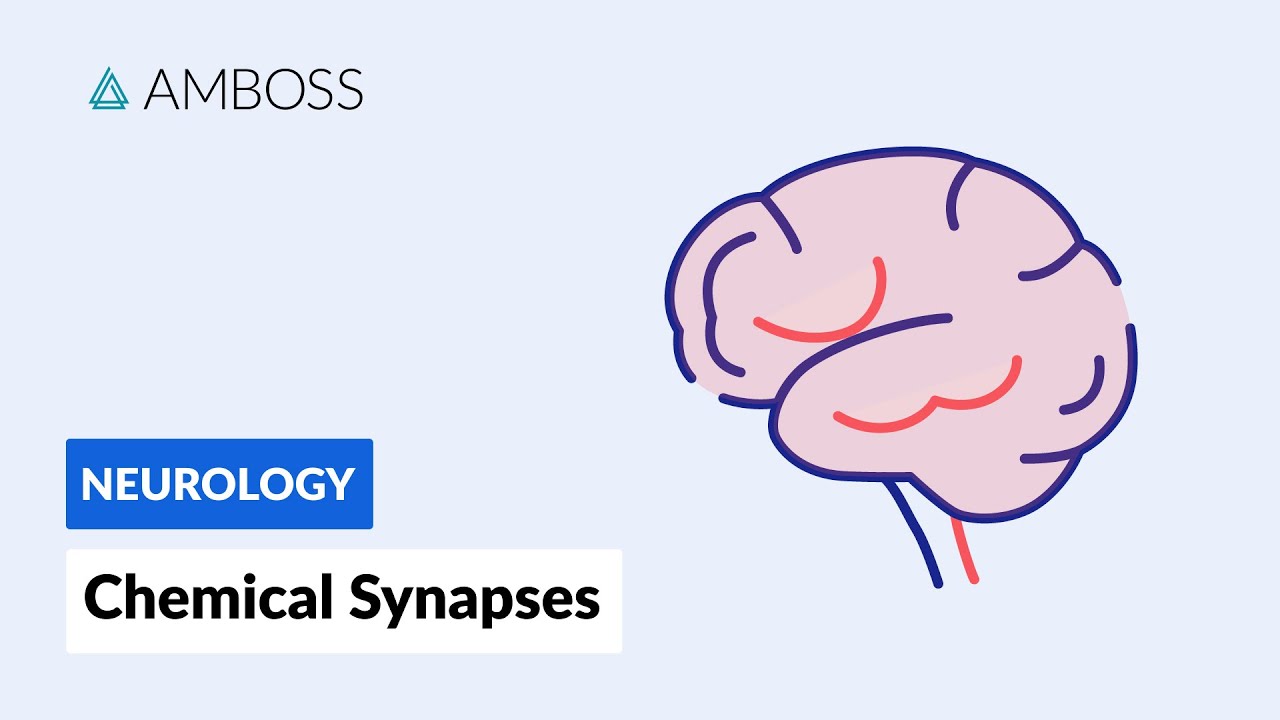 Chemical Synapses: Neuronal Signal Transmission