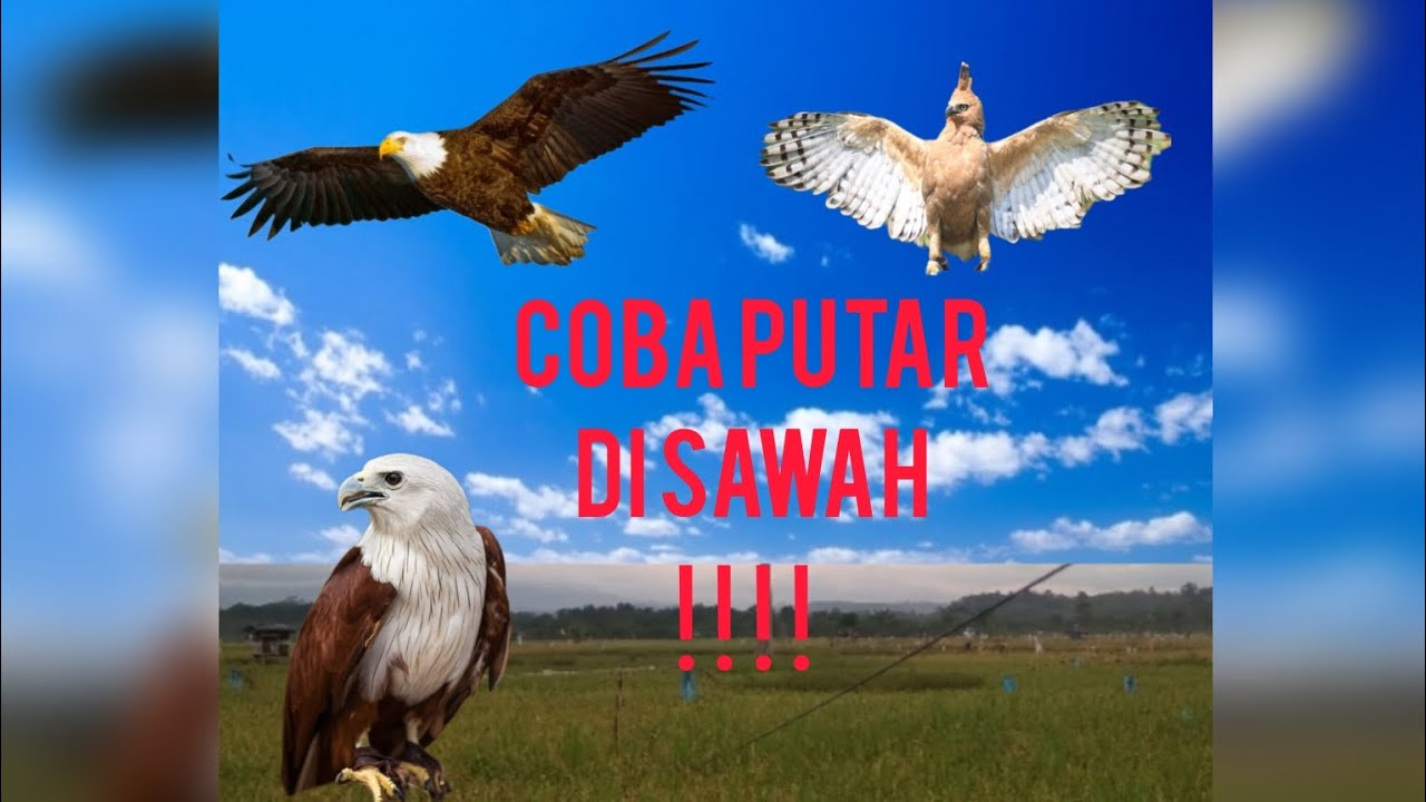Suara burung elang ❌ RAJAWALI ❌ ayam pun takut mendengarnya ‼️‼️ #suaraburung #faktaunik #info