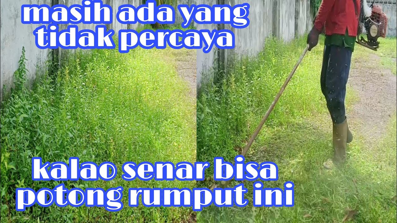 NIKMATNYA POTONG RUMPUT PAKAI SENAR UKURAN 2.2MM //nylon fishing line grass cutter