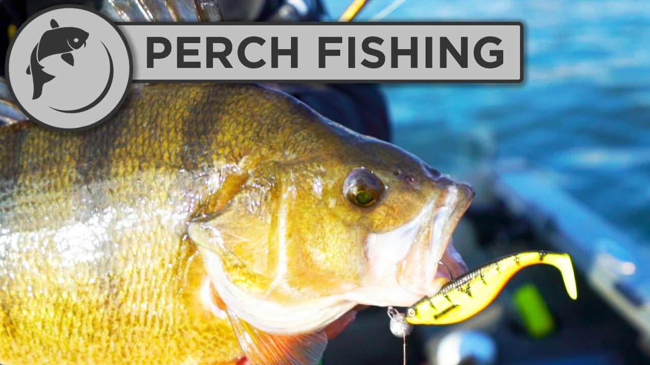How To Set Up a Lure for Perch Fishing