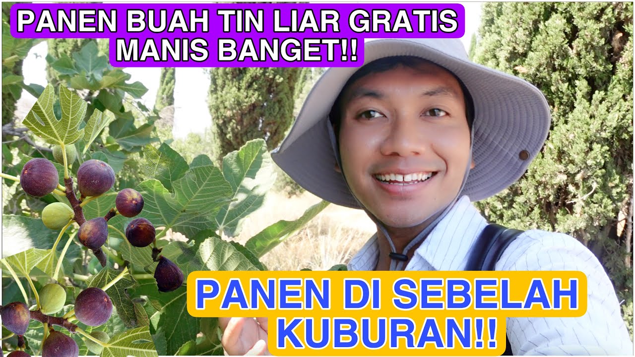 PANEN BUAH TIN GRATIS DI SEBELAH KUBURAN!! MANIS BANGET!! RADA NGERI2 SEDAP!!