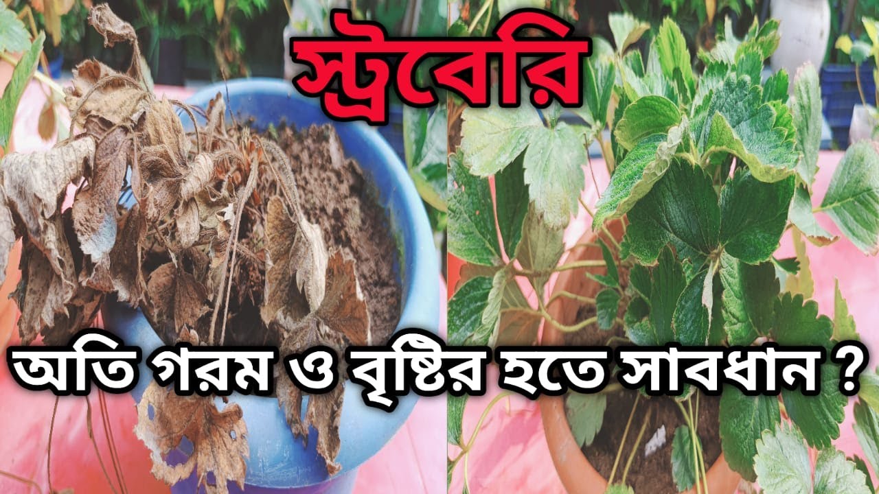 প্রচণ্ড গরমে ও প্রচণ্ড বর্ষায় স্ট্রবেরি গাছের বিশেষ পরিচর্যা ।।