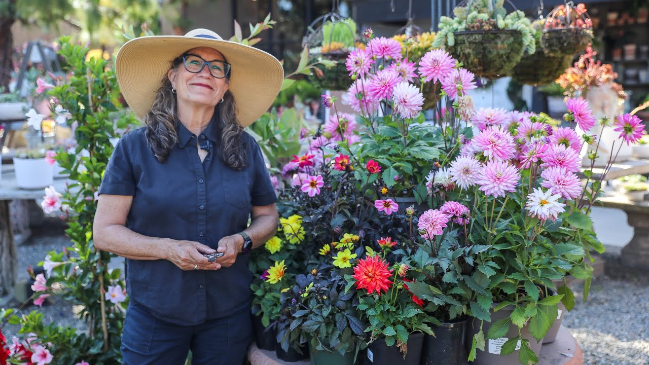 Dahlia Growing Guide: From Planting to Blooming