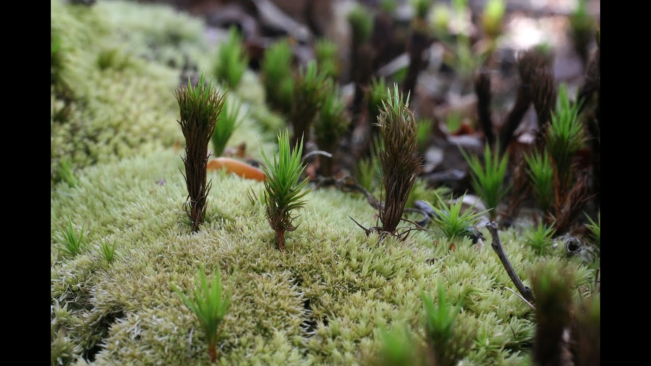 Листостебельные мхи (общая характеристика)