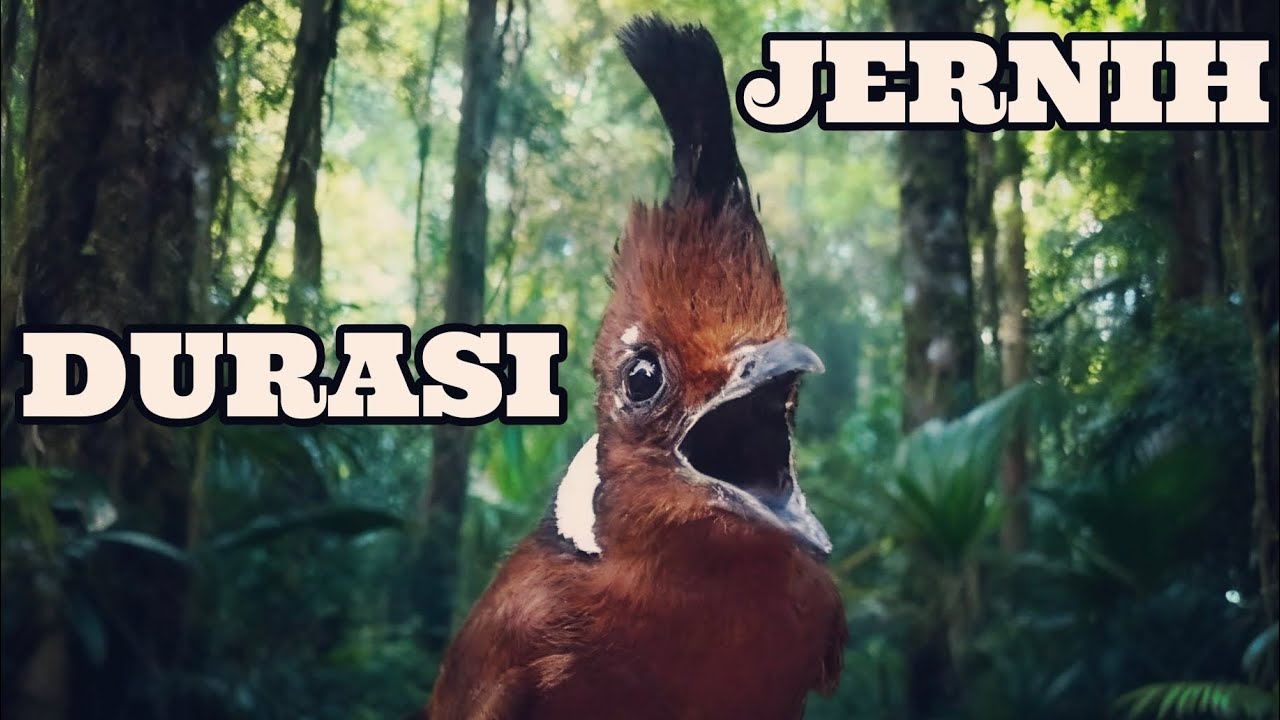 CILILIN SUARA JERNIH DAN DURASI 