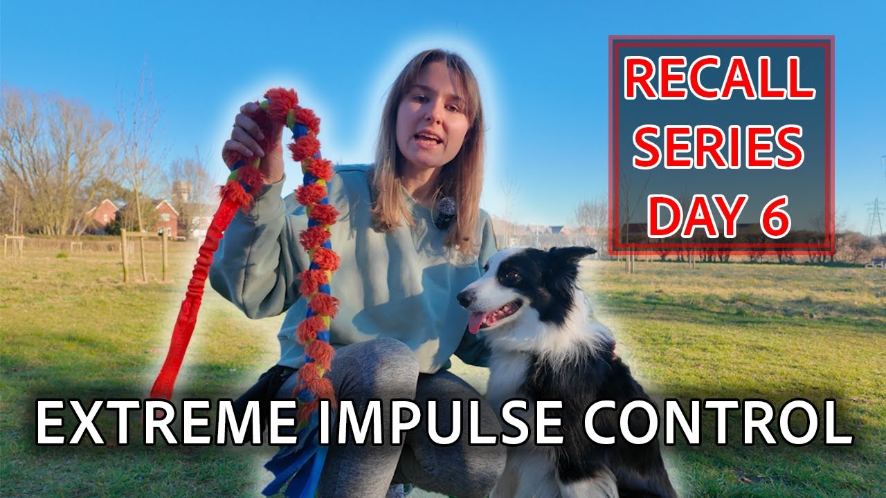RECALL IN HIGH LEVEL DISTRACTIONS - The No.1 Skill To Teach Your Dog