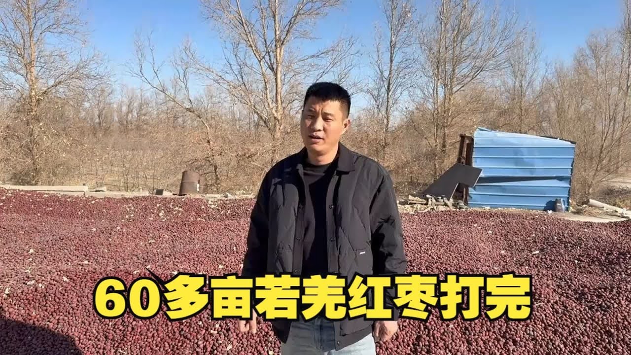 阿宁的60多亩若羌红枣已经全部打完，比去年减产了几吨【楼兰阿宁】