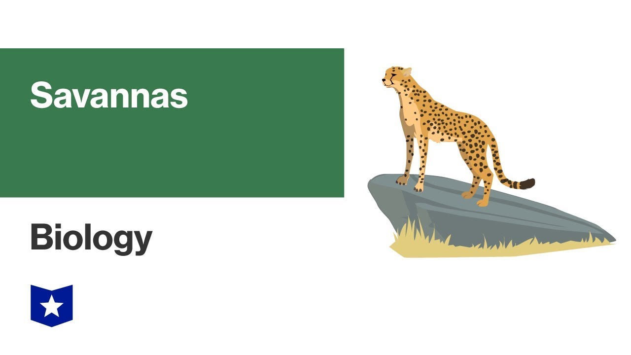 Savanna Biome | Biology