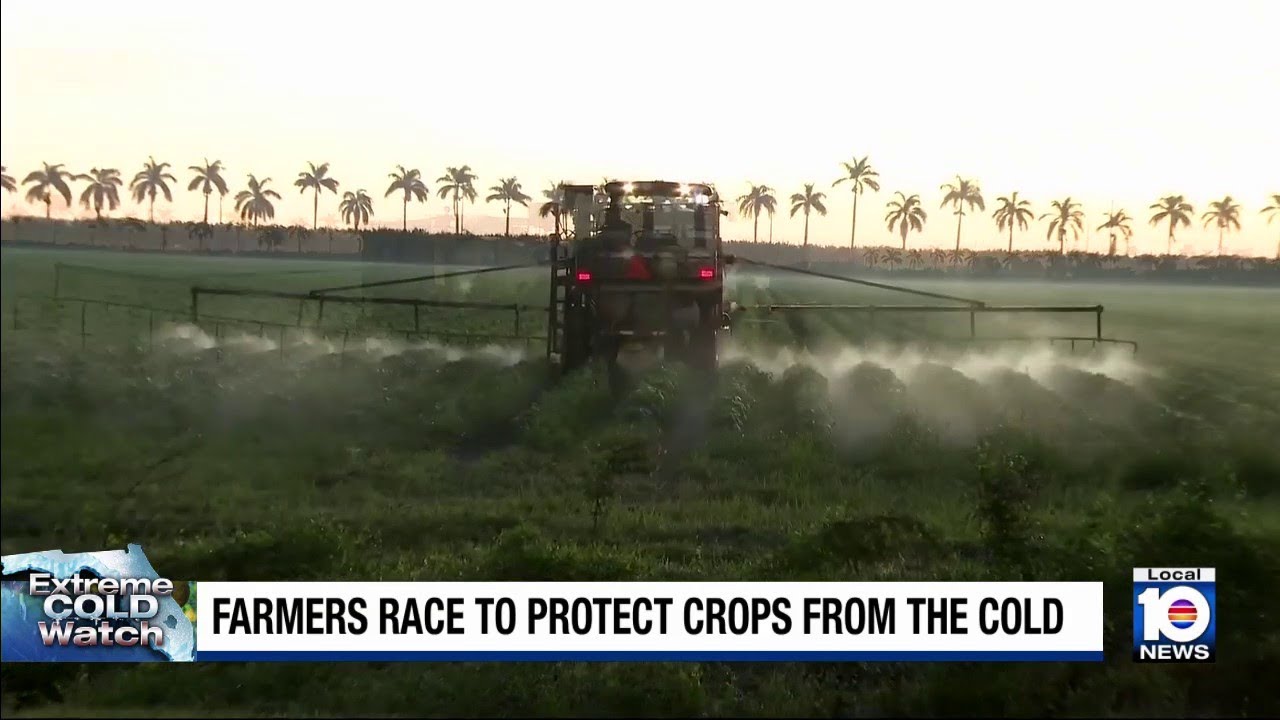 Farmers race to protect crops from the cold as rare cold snap hits South Florida